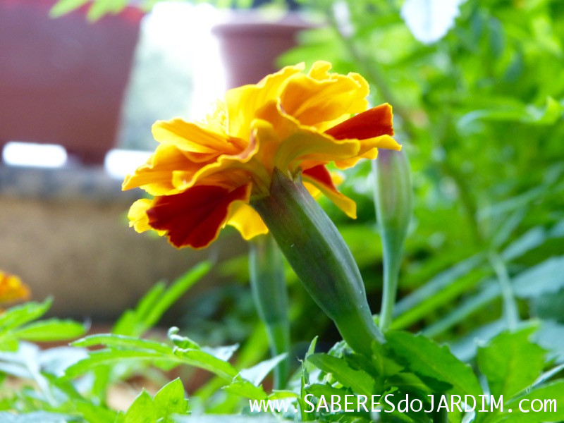 Tagetes - Cravo de Defunto - Tagete Patula