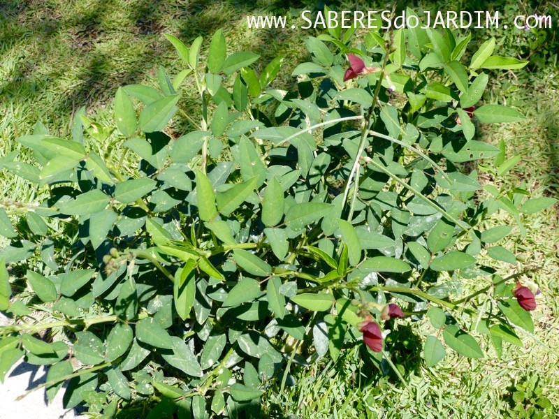 Caçadora de Plantas - Identificar Espécies e Coletar Sementes - macroptilium lathyroides