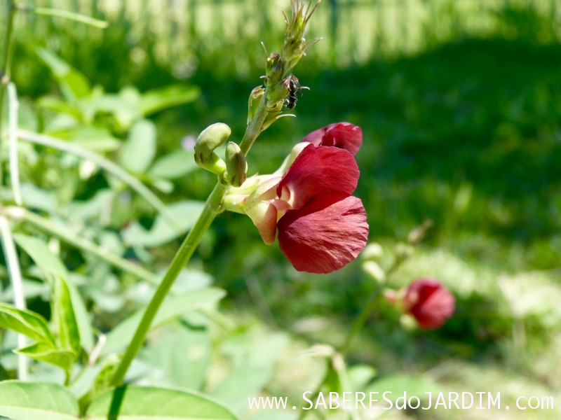 Caçadora de Plantas - Identificar Espécies e Coletar Sementes - macroptilium lathyroides