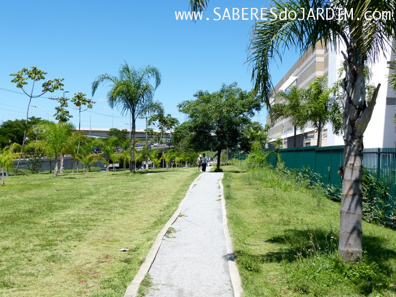 Caçadora de Plantas - Identificar Espécies e Coletar Sementes- Parque