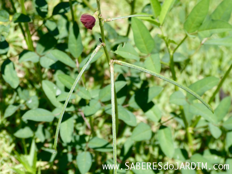 Caçadora de Plantas - Identificar Espécies e Coletar Sementes - macroptilium lathyroides