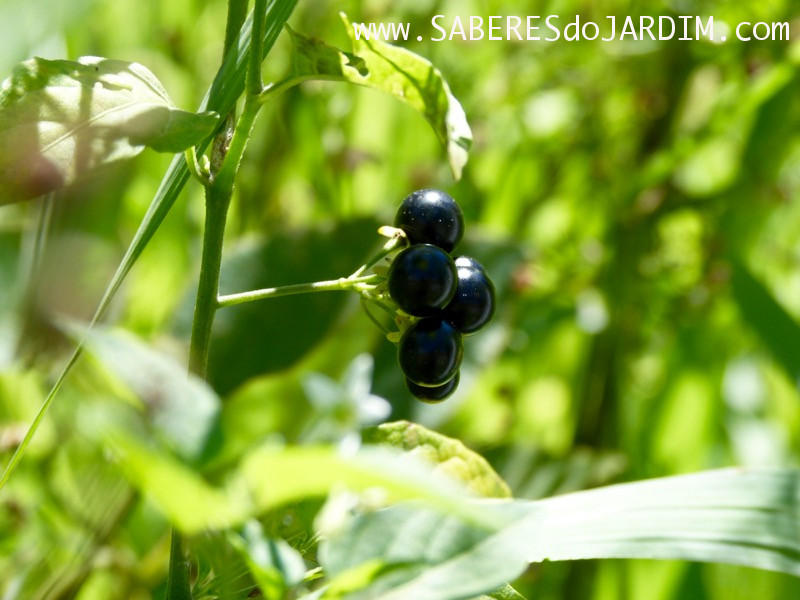 Caçadora de Plantas - Identificar Espécies e Coletar Sementes - Solanum americanum - Maria Pretinha