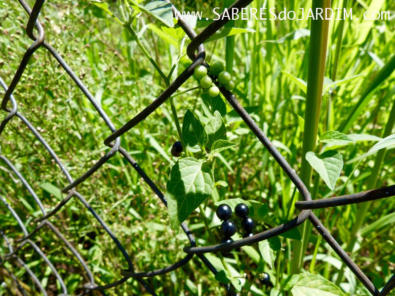 Caçadora de Plantas - Identificar Espécies e Coletar Sementes - Solanum americanum - Maria Pretinha