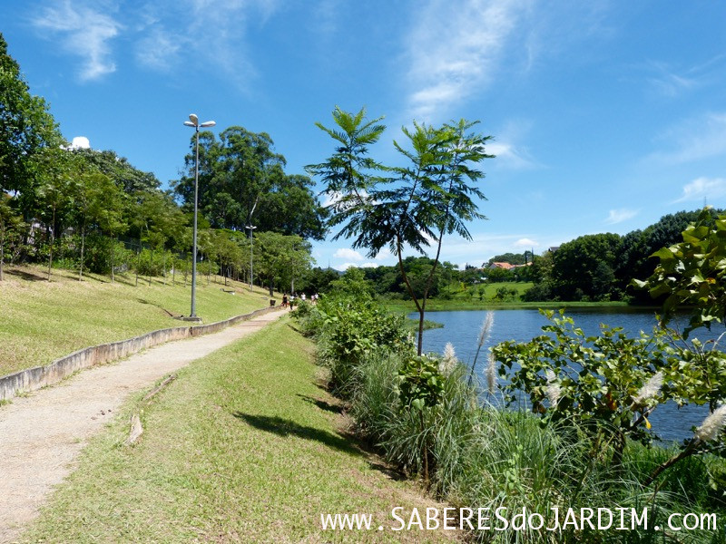 Caçadora de Plantas - Identificar Espécies e Coletar Sementes- Parque