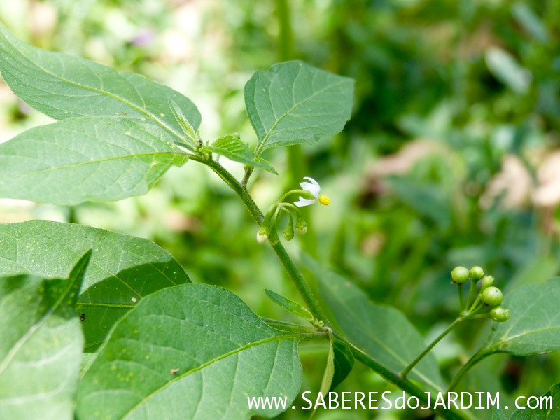 Caçadora de Plantas - Identificar Espécies e Coletar Sementes - Solanum americanum - Maria Pretinha