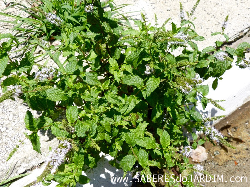 Caçadora de Plantas - Identificar Espécies e Coletar Sementes - Mentha piperita