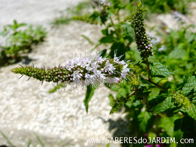 Caçadora de Plantas - Identificar Espécies e Coletar Sementes - Mentha piperita