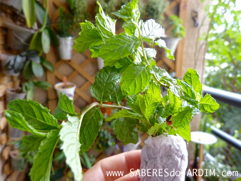 Caçadora de Plantas - Identificar Espécies e Coletar Sementes - Mentha piperita