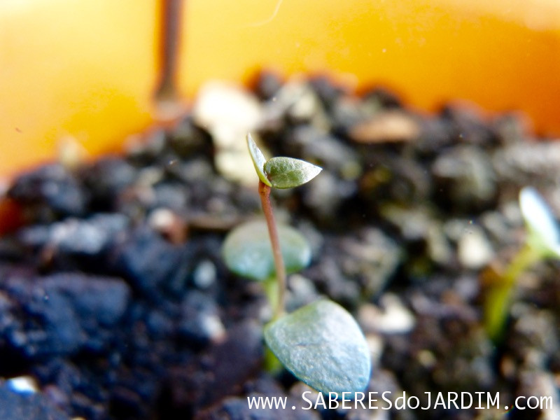 Suculenta Ceropegia woodii - Coração Emaranhado