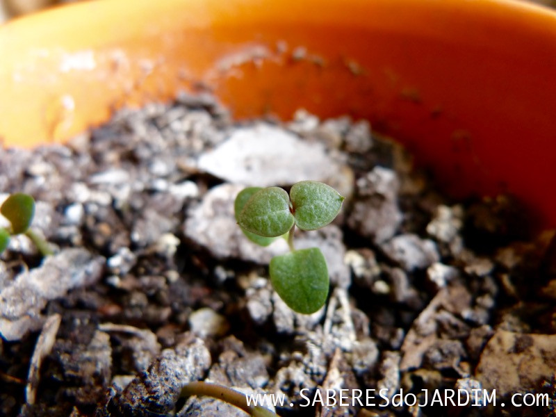 Suculenta Ceropegia woodii - Coração Emaranhado