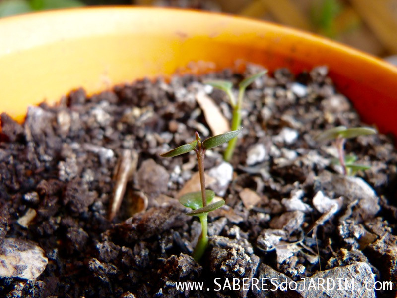 Suculenta Ceropegia woodii - Coração Emaranhado