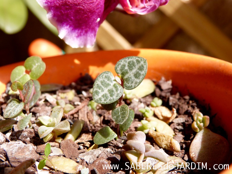 Suculenta Ceropegia woodii - Coração Emaranhado