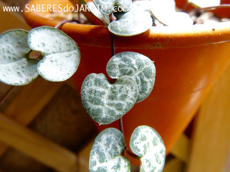 Suculenta Ceropegia woodii - Coração Emaranhado