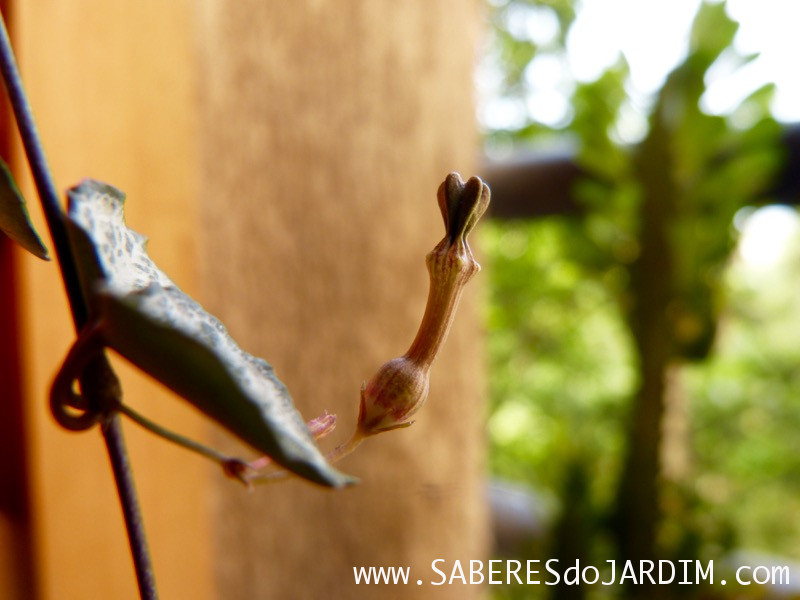 Suculenta Ceropegia woodii - Coração Emaranhado