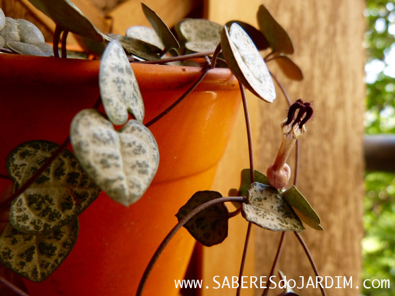 Suculenta Ceropegia woodii - Coração Emaranhado