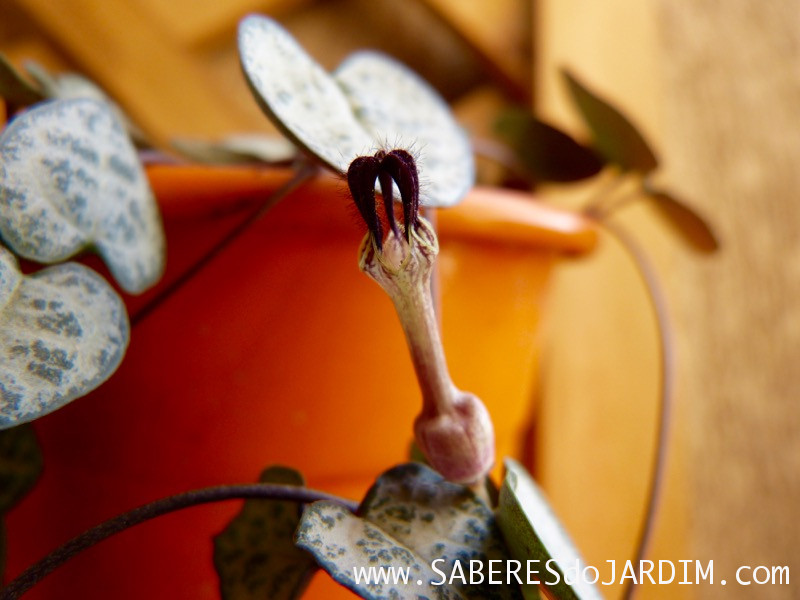 Suculenta Ceropegia woodii - Coração Emaranhado