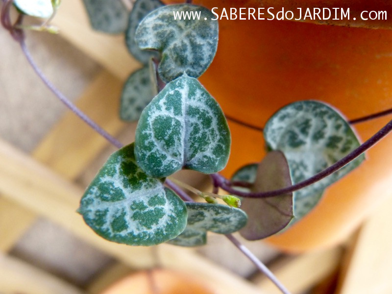 Suculenta Ceropegia woodii - Coração Emaranhado