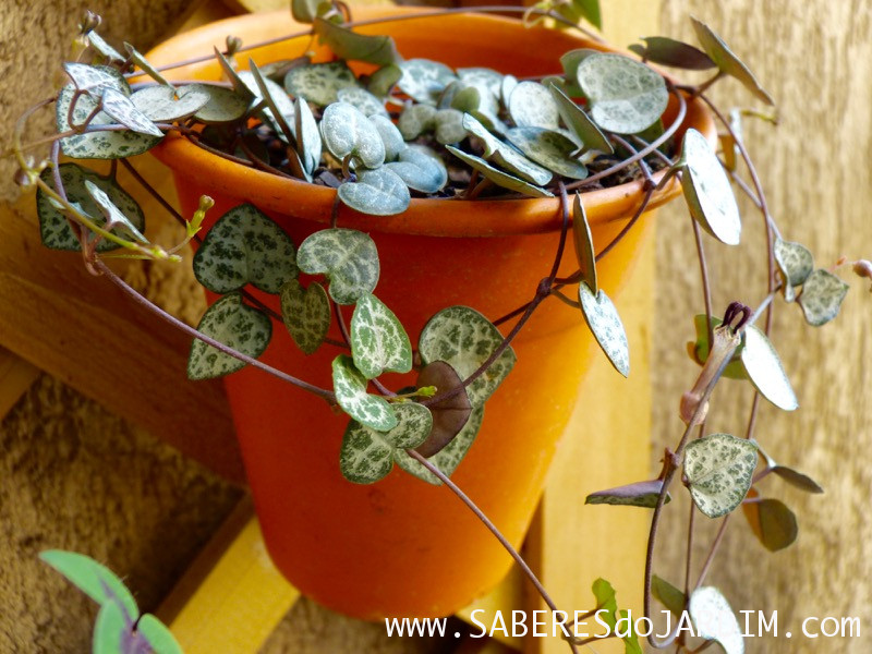 Suculenta Coração Emaranhado (Ceropegia Woodii)