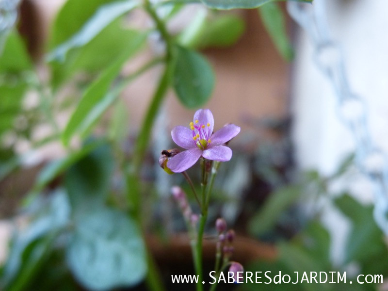 Beldroegão - Maria Gorda - Talinum Paniculatum