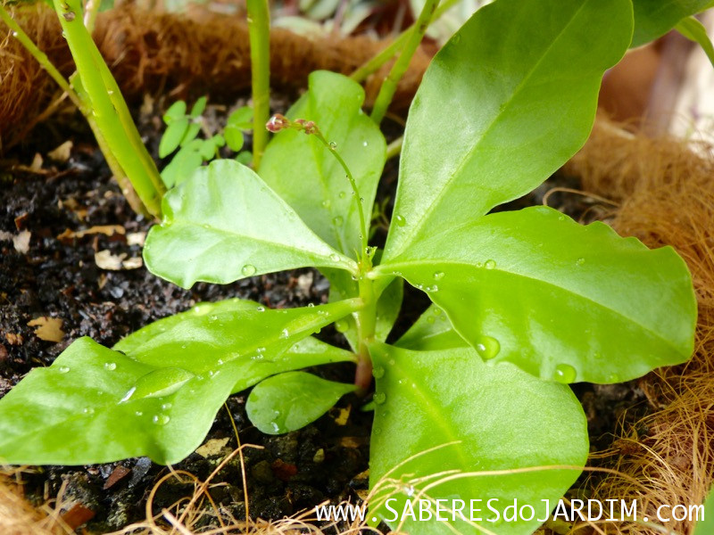 Beldroegão - Maria Gorda - Talinum Paniculatum