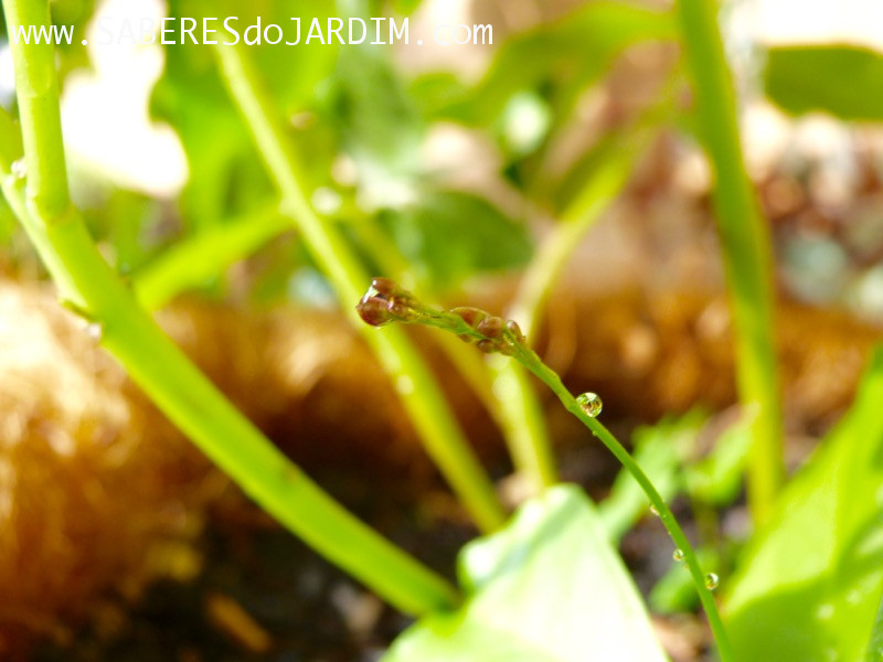 Beldroegão - Maria Gorda - Talinum Paniculatum