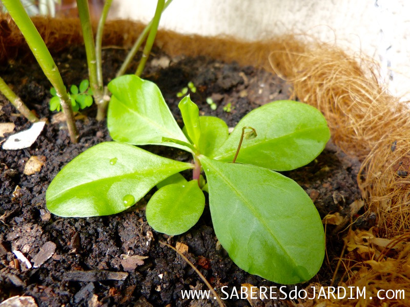 Beldroegão - Maria Gorda - Talinum Paniculatum