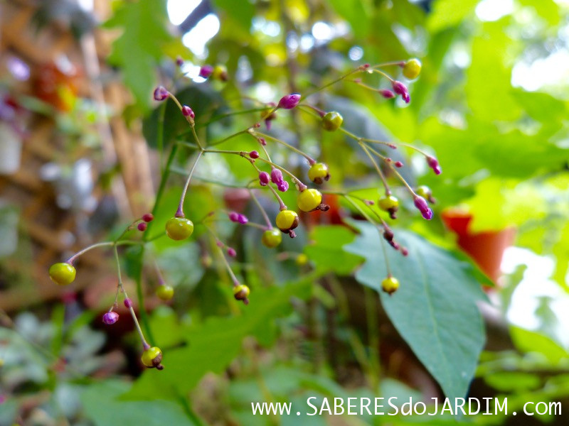 Beldroegão - Maria Gorda - Talinum Paniculatum