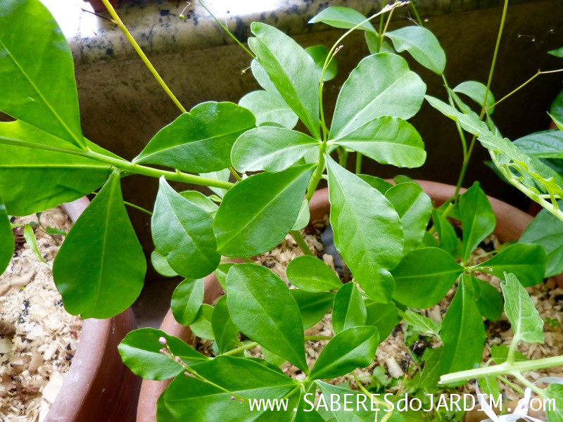 Beldroegão - Maria Gorda - Talinum Paniculatum