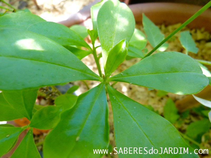 Beldroegão - Maria Gorda - Talinum Paniculatum