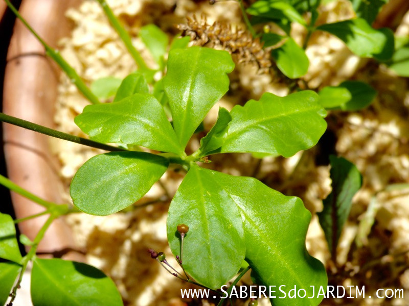 Beldroegão - Maria Gorda - Talinum Paniculatum