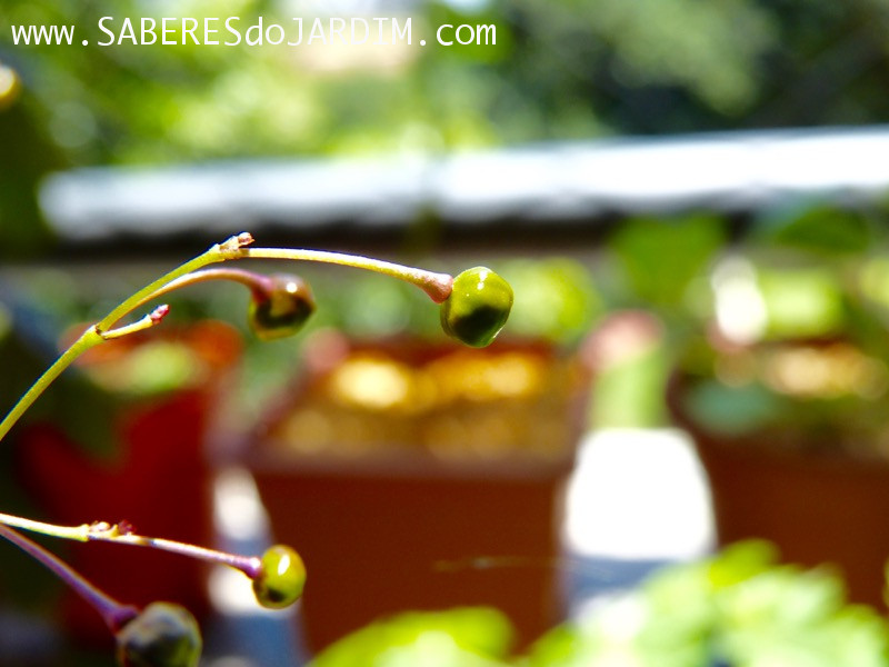 Beldroegão - Maria Gorda - Talinum Paniculatum