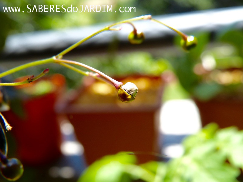 Beldroegão - Maria Gorda - Talinum Paniculatum