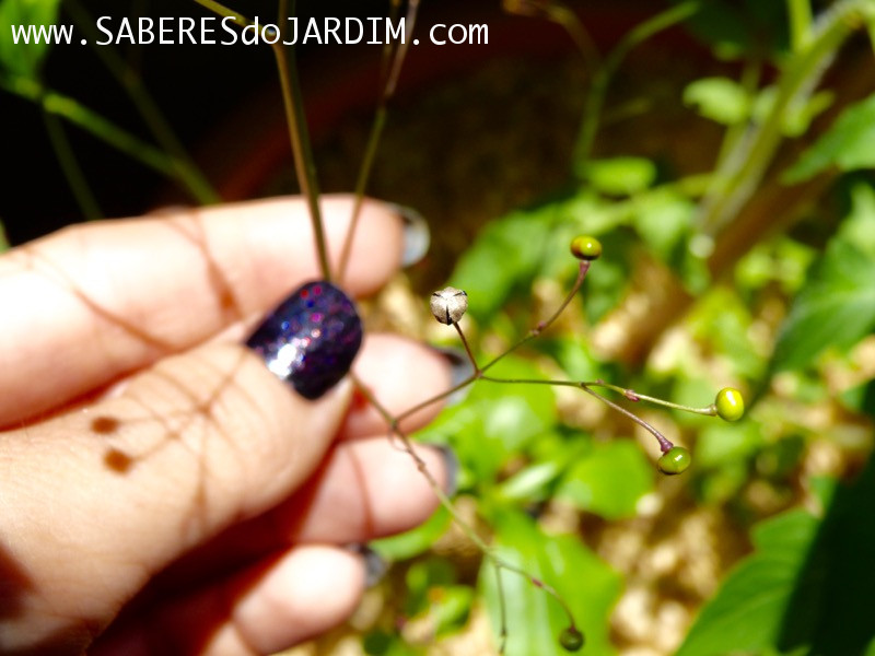 Beldroegão - Maria Gorda - Talinum Paniculatum