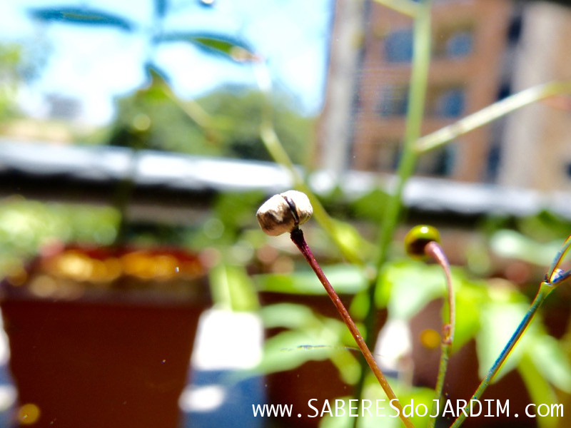 Beldroegão - Maria Gorda - Talinum Paniculatum