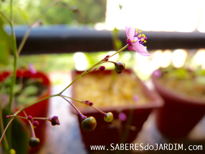 Beldroegão - Maria Gorda - Talinum Paniculatum