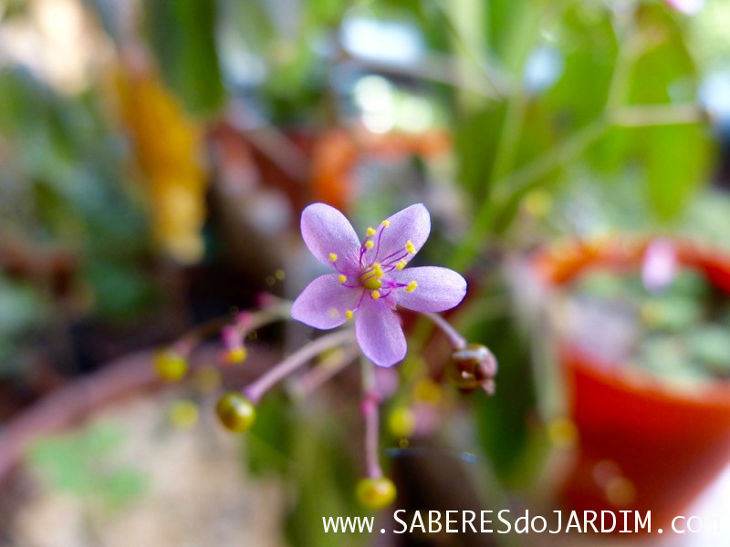 Beldroegão - Maria Gorda - Talinum Paniculatum