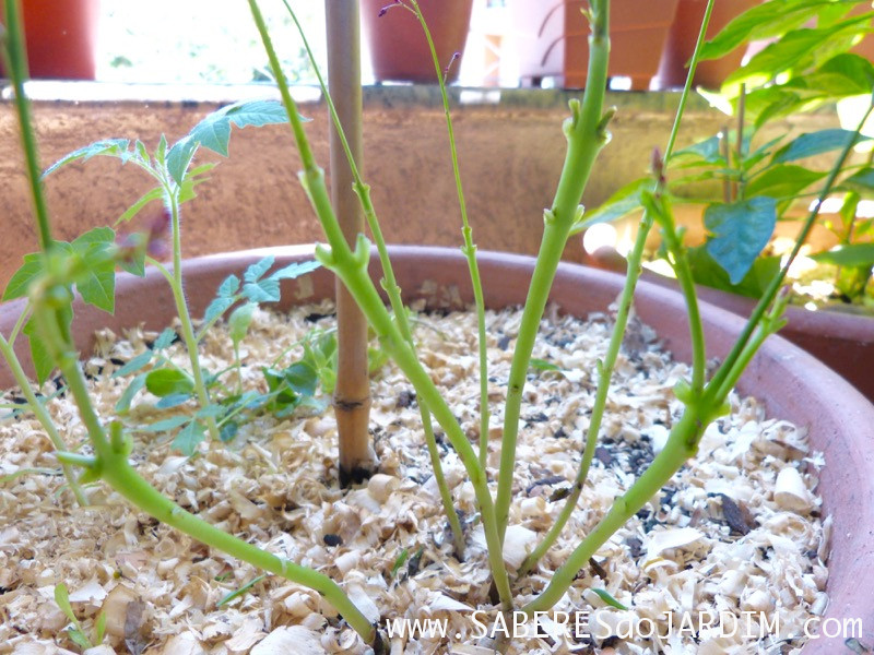 Beldroegão - Maria Gorda - Talinum Paniculatum