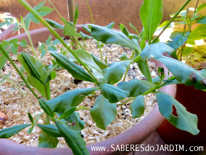 Beldroegão - Maria Gorda - Talinum Paniculatum