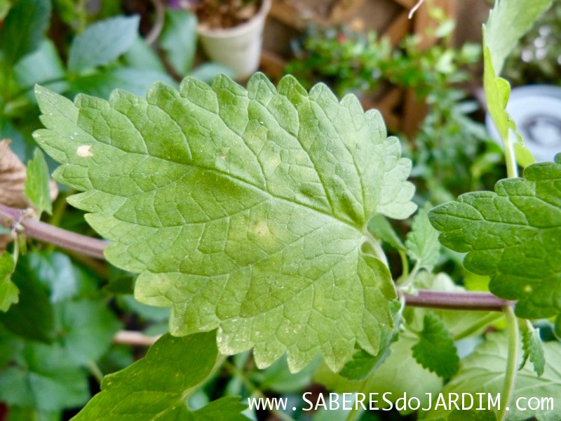 Catnip - Erva do Gato - Gataria