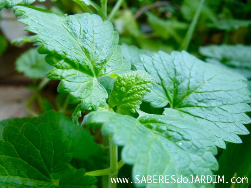 Catnip - Erva do Gato - Gataria