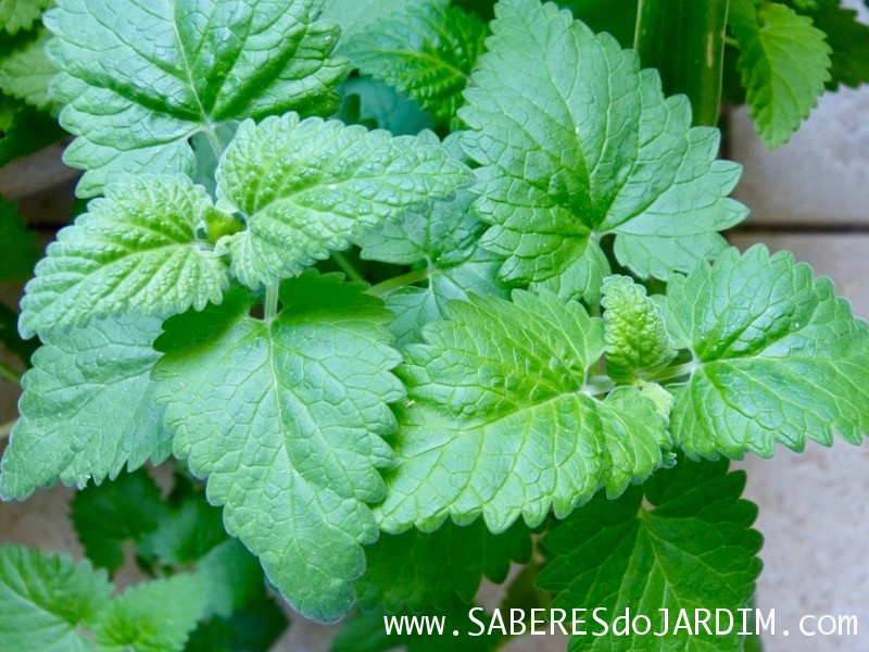 Erva do Gato, Catnip ou Gatária (Nepeta cataria)