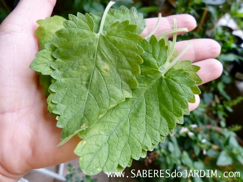 Catnip - Erva do Gato - Gataria