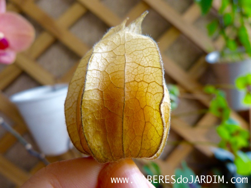 Physalis - Physalis Peruviana