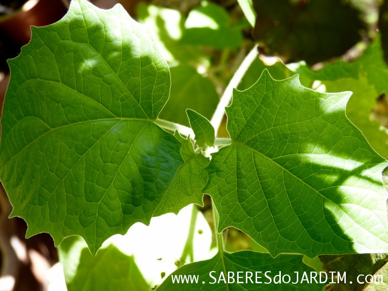 Physalis - Physalis Peruviana