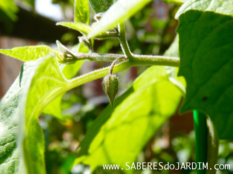 Physalis - Physalis Peruviana