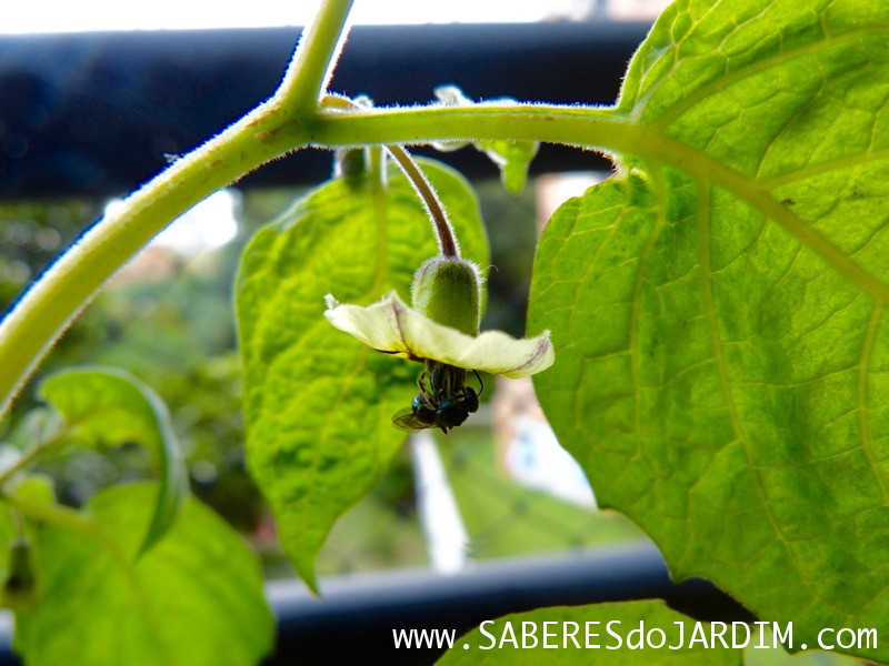 Physalis - Physalis Peruviana