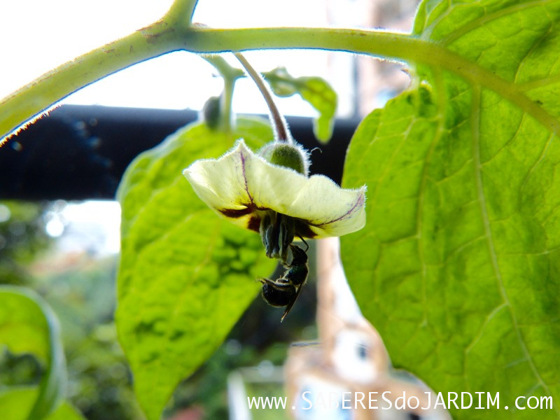 Physalis - Physalis Peruviana