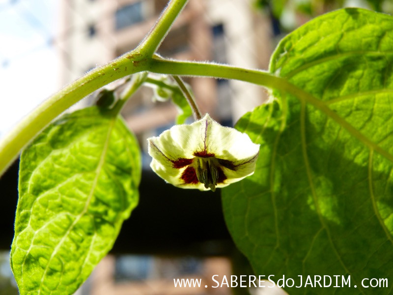 Physalis - Physalis Peruviana