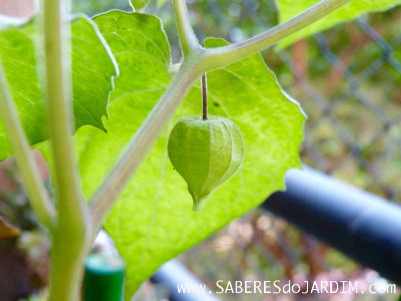 Physalis - Physalis Peruviana