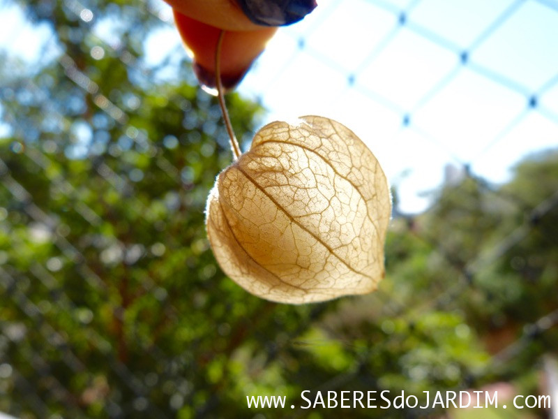 Physalis (Physalis Peruviana)